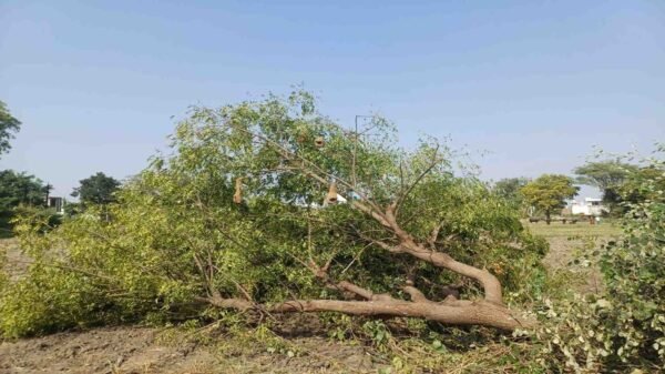 hindi-news-39.jpg